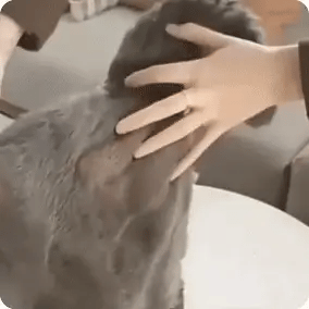 CEPILLO A VAPOR PARA MASCOTA 3 EN 1